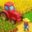 Township